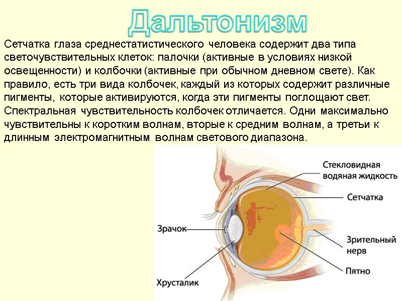 Дальтонизм Сетчатка глаза среднестатистического человека содержит два типа светочувствительных клеток: палочки (активные в условиях